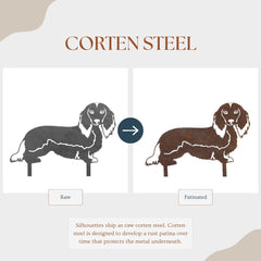 Dachshund - Longhaired