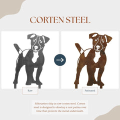 Jack Russell Terrier