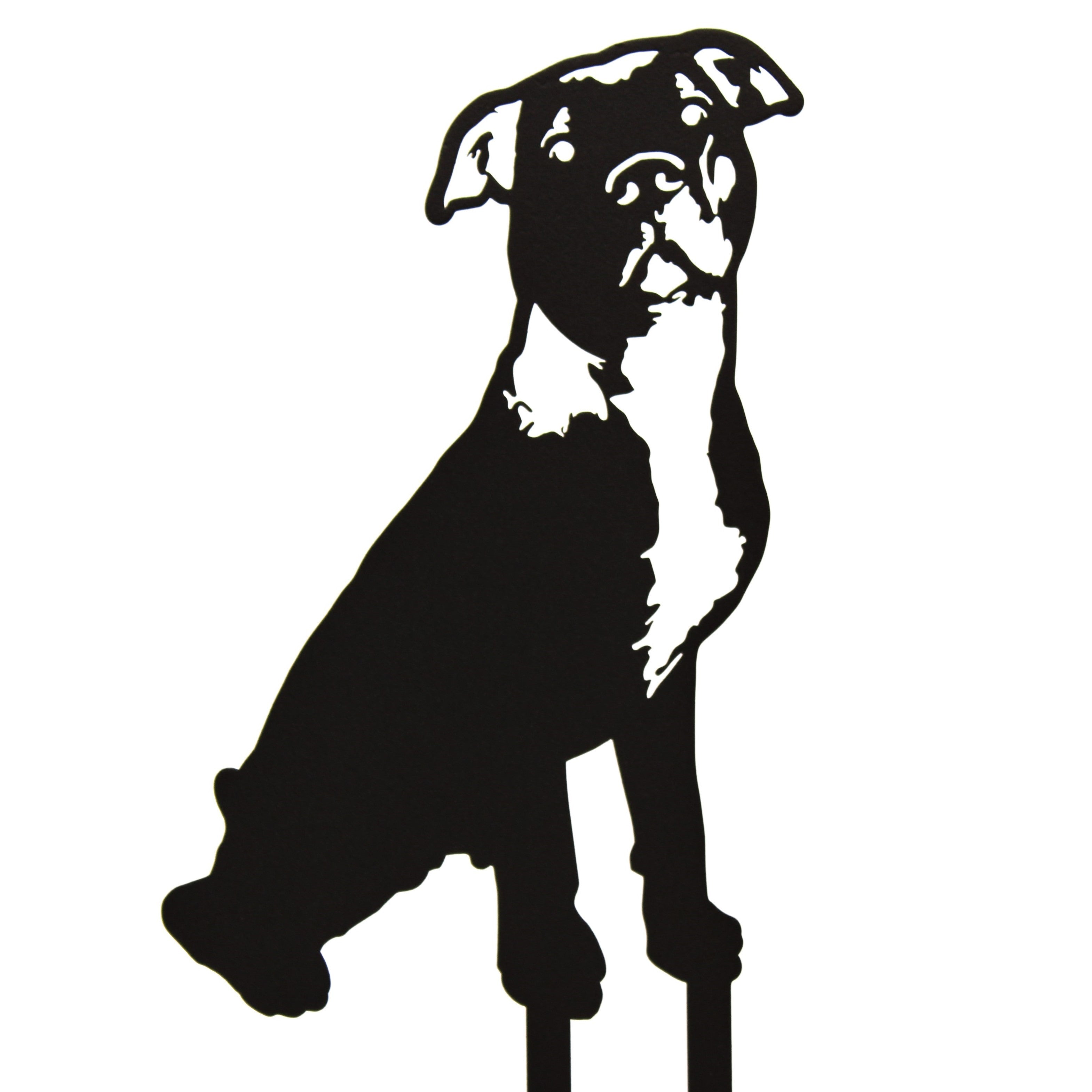 American Pit Bull Terrier