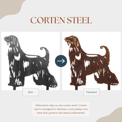 Afghan Hound