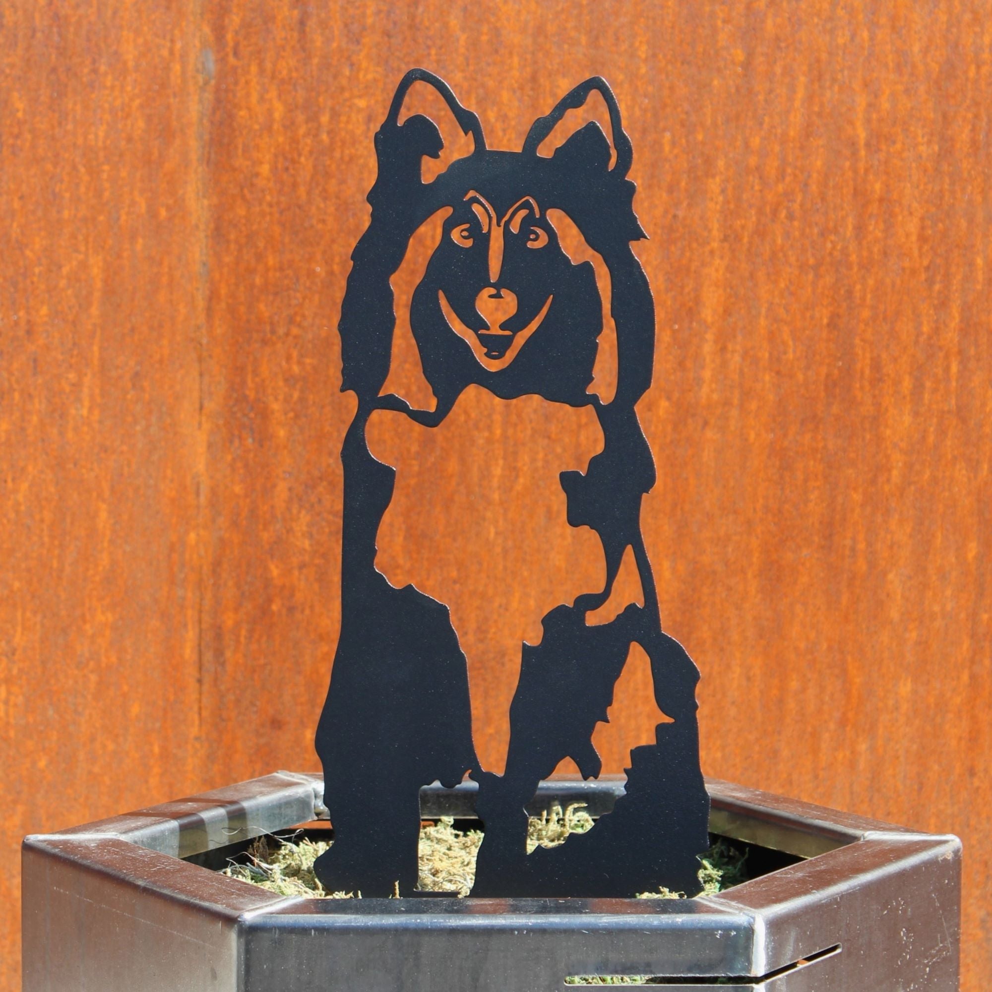 Shetland Sheepdog