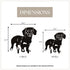 Dachshund - Shorthaired