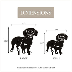 Dachshund - Shorthaired