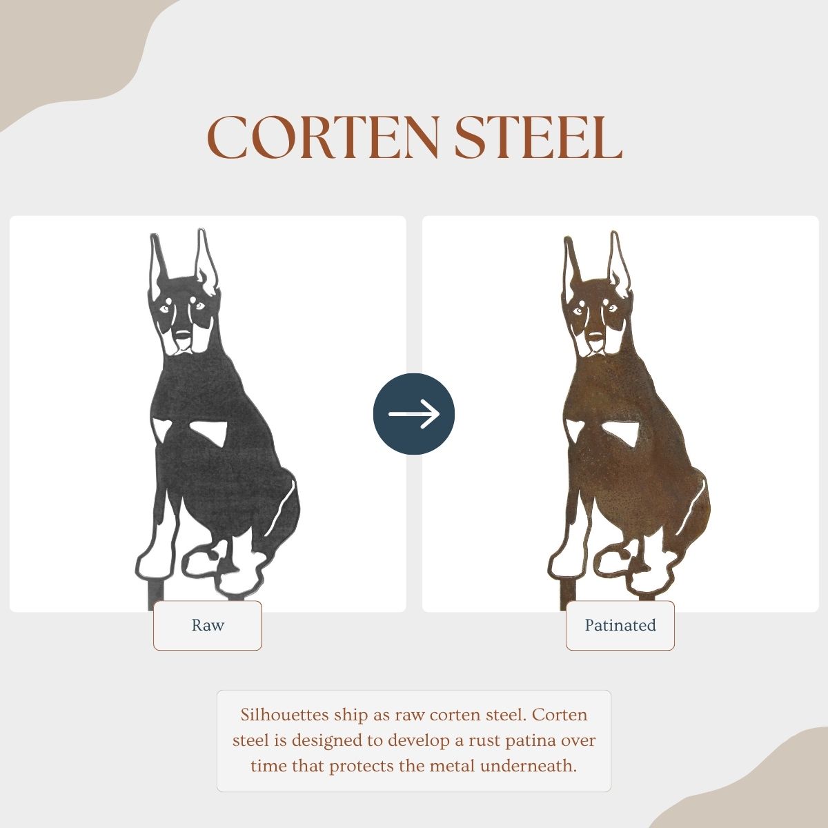 Doberman Pinscher - Cropped Ear