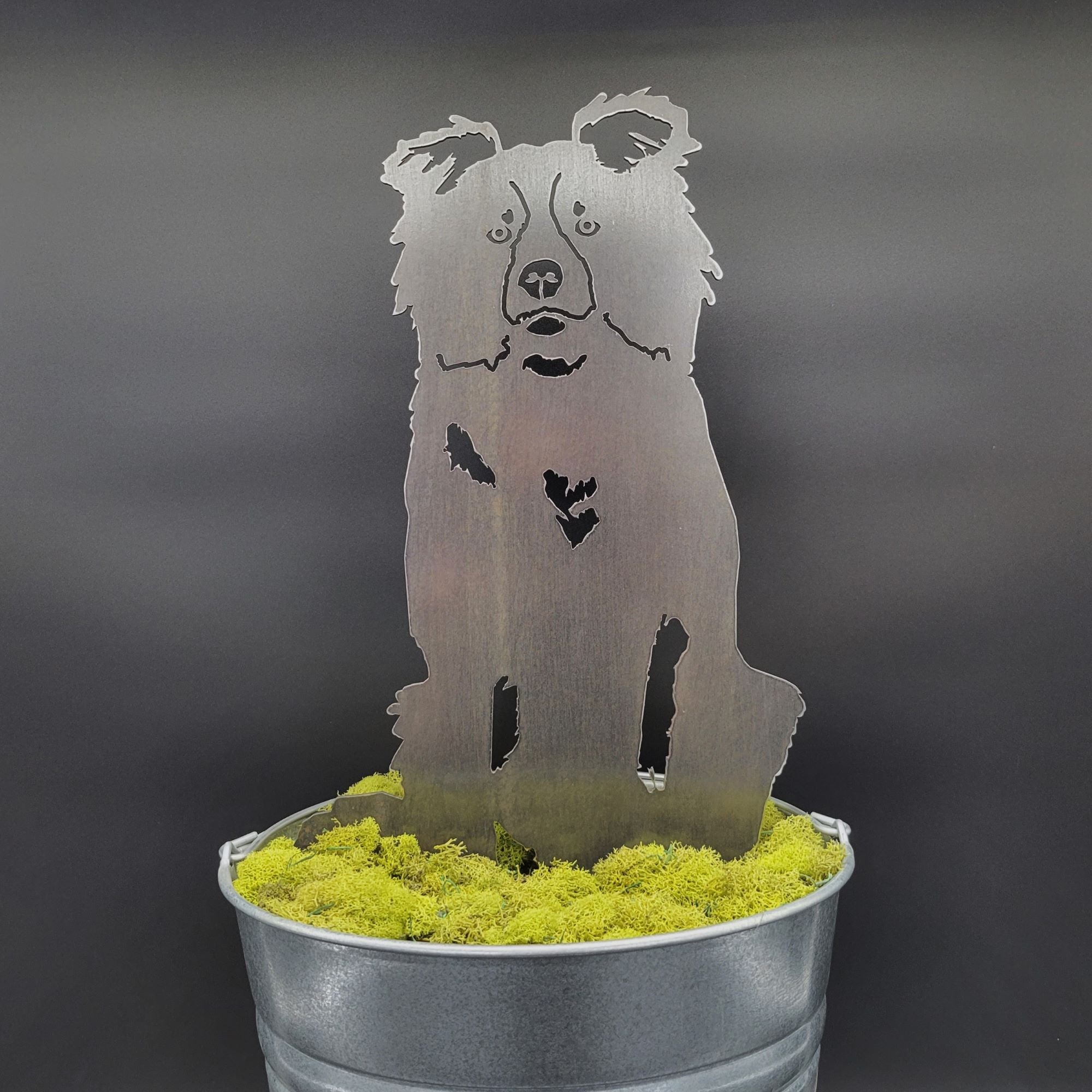 Border Collie