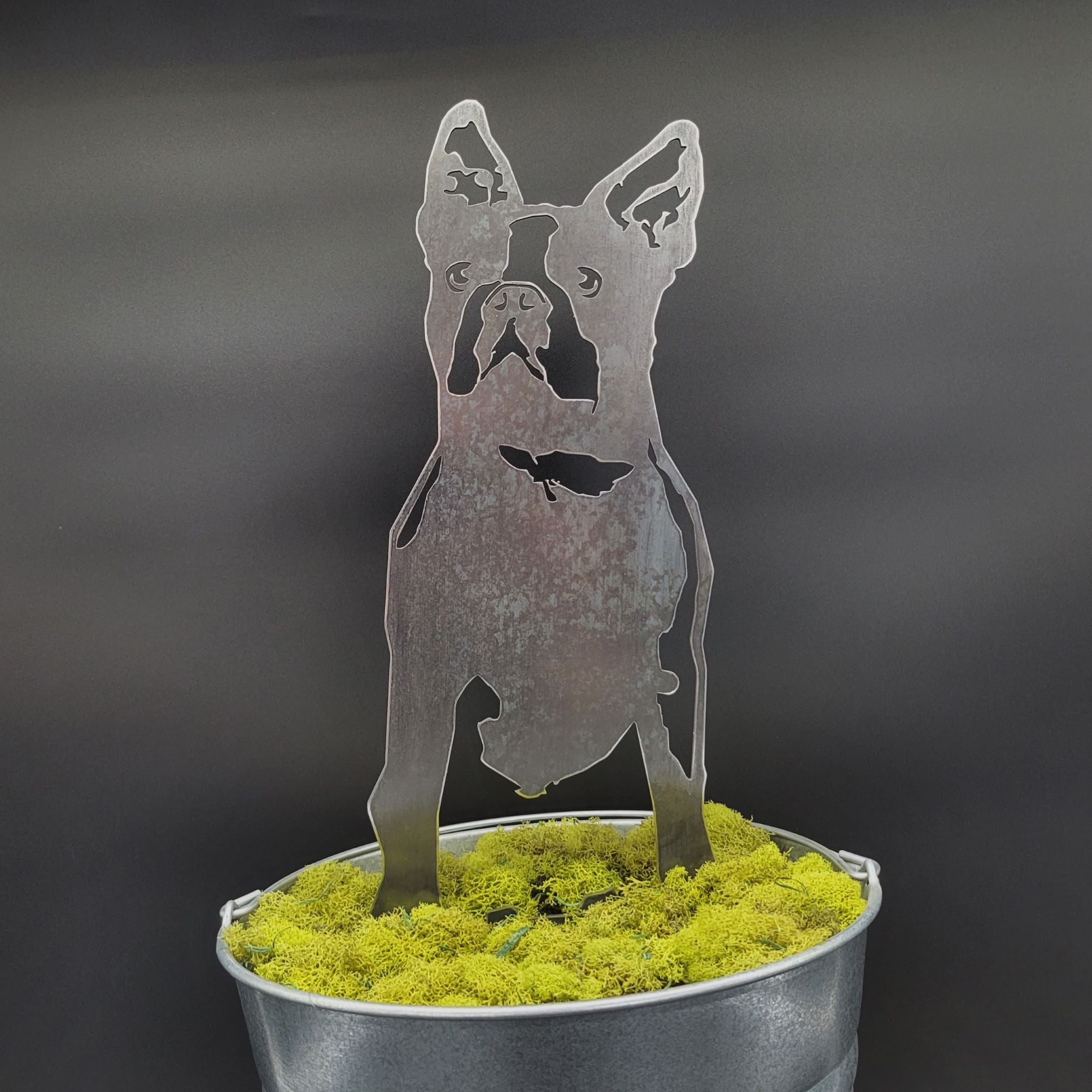 Boston Terrier