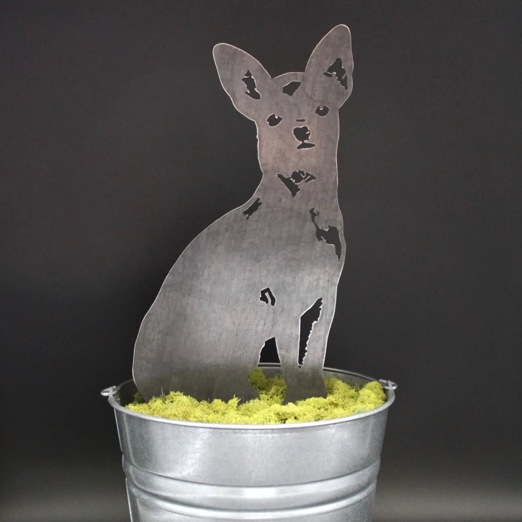 Chihuahua