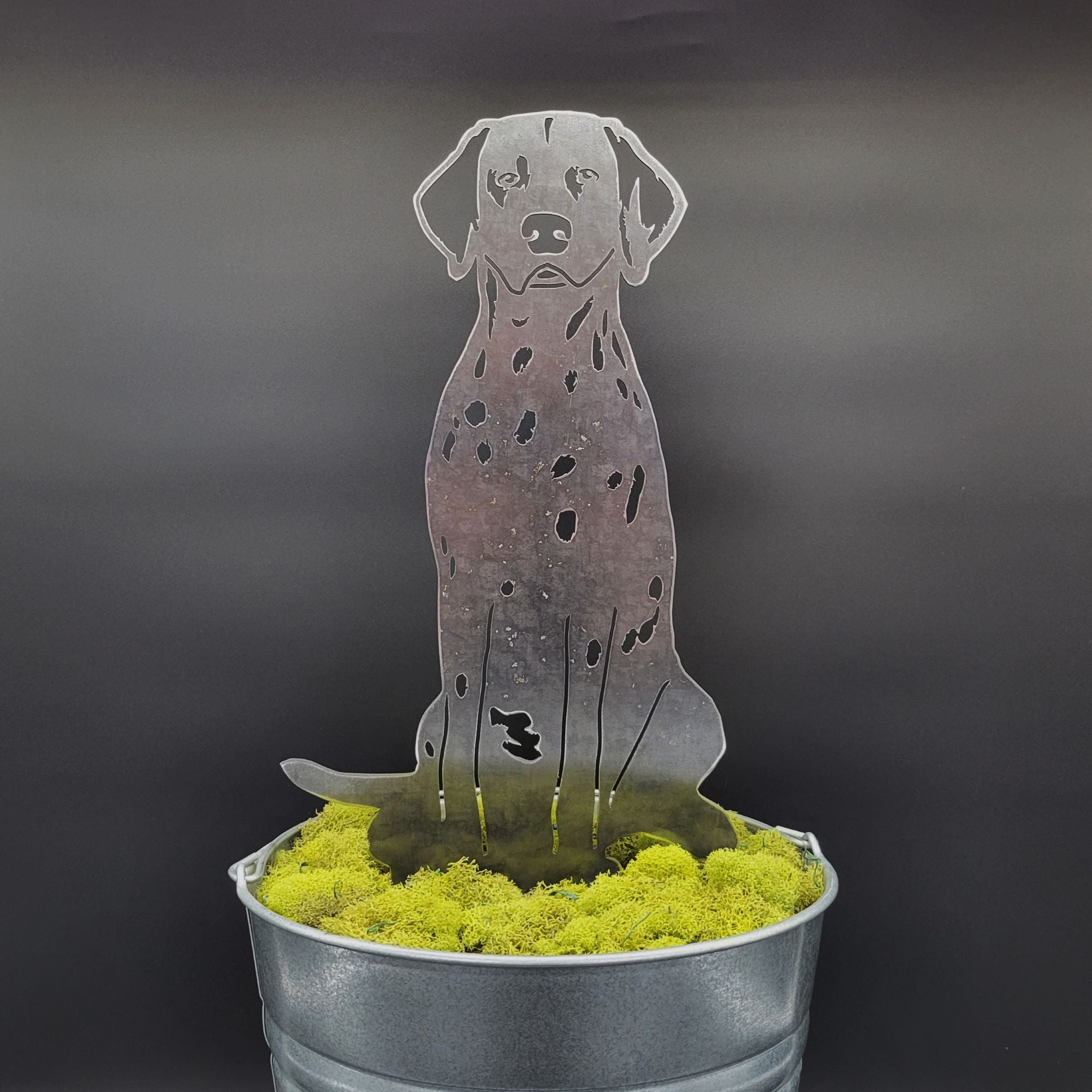 Dalmatian