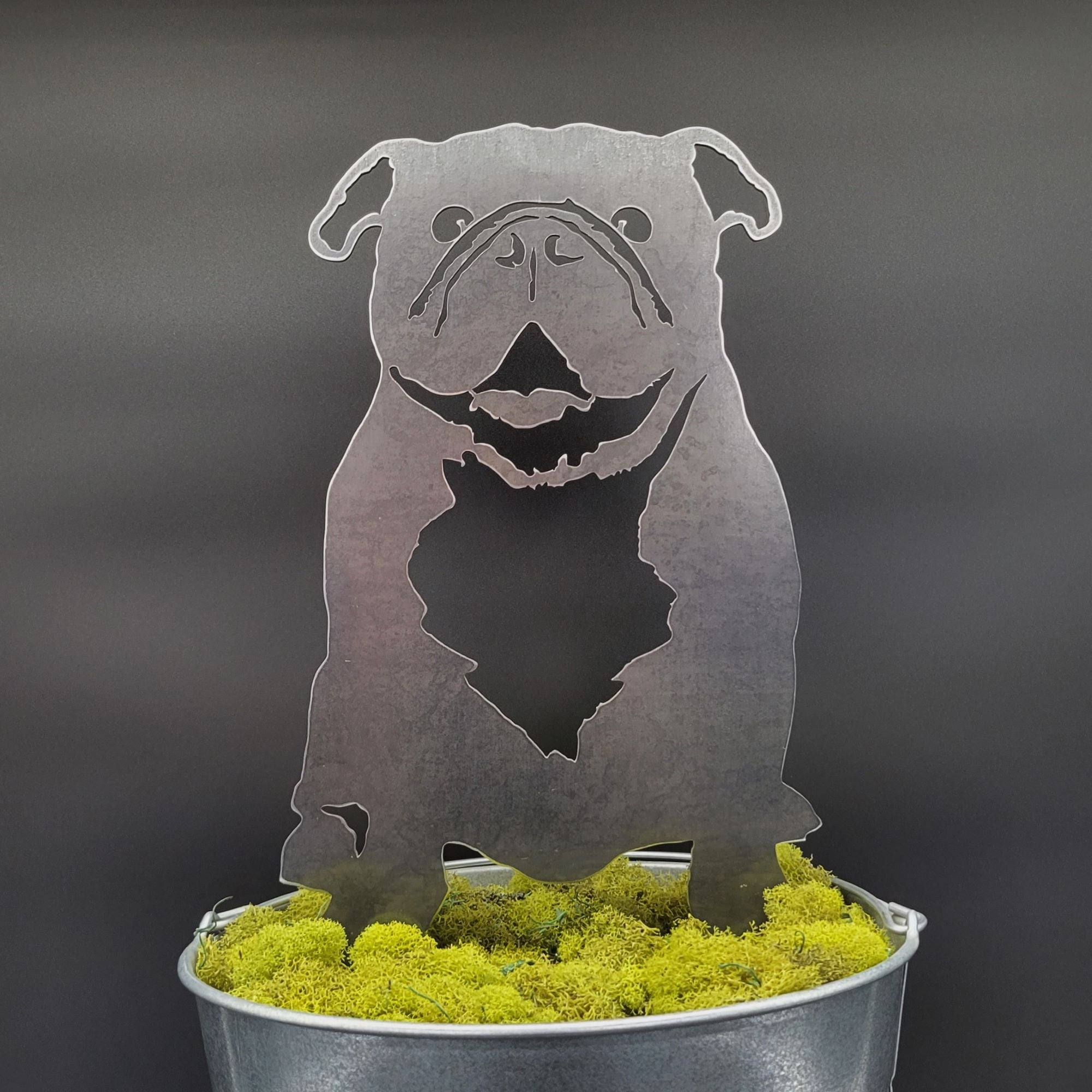 English Bulldog