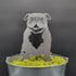 English Bulldog