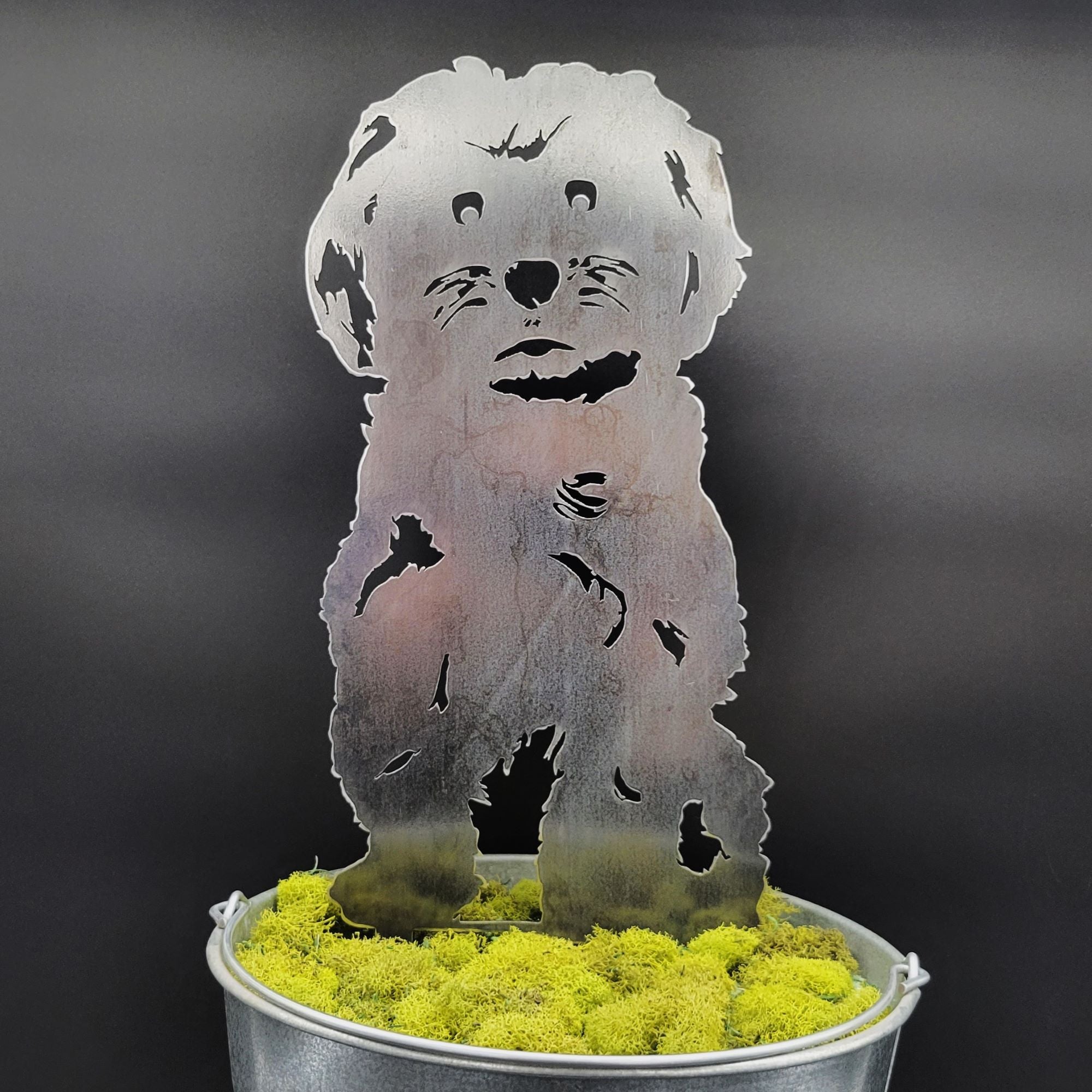 Havanese