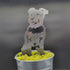 Schnauzer