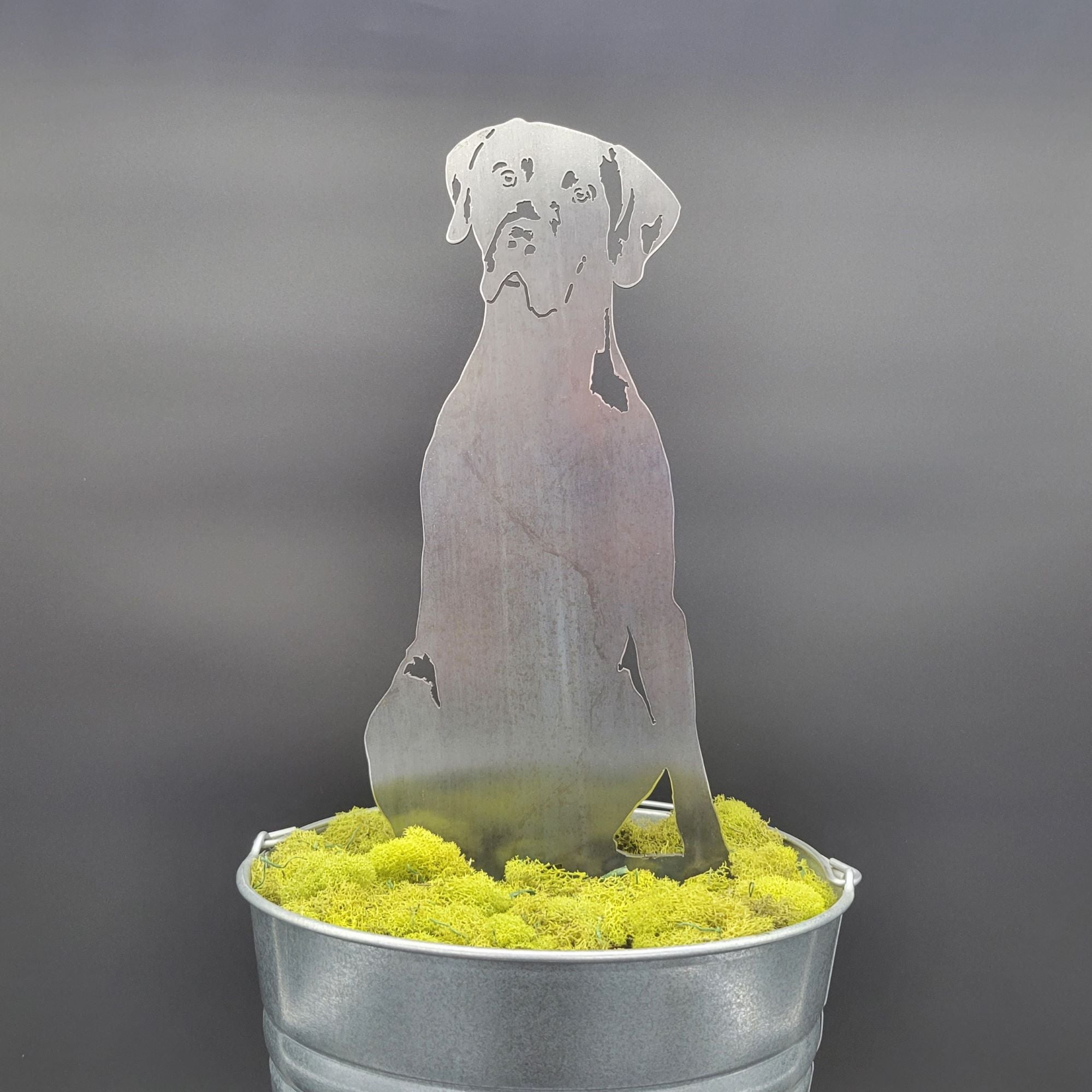 Weimaraner