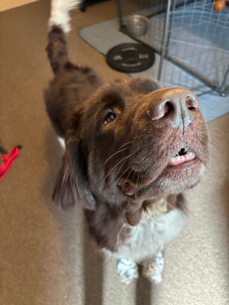 National Newfoundland Rescue – My Metal Rescue