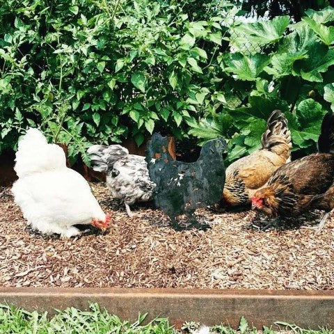 Chicken Corten steel dog silhouette, raw polished steel finish – My Metal Rescue