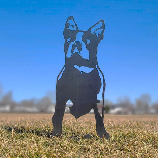 Boston Terrier Corten steel dog silhouette, raw polished steel finish, shown outdoors – My Metal Rescue