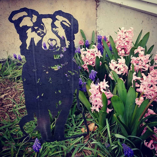 Australian Shepherd Corten steel dog silhouette, raw polished steel finish, shown outdoors – My Metal Rescue