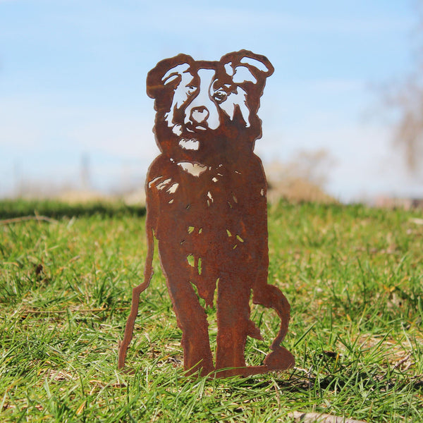 Australian Shepherd Corten steel dog silhouette, rusted patina finish, shown outdoors – My Metal Rescue