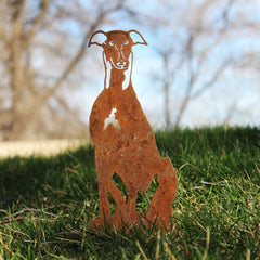 Greyhound