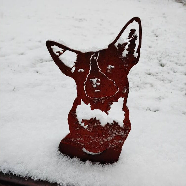 Australian Cattle Dog