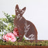 Sphynx