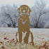 Golden Retriever - Sitting