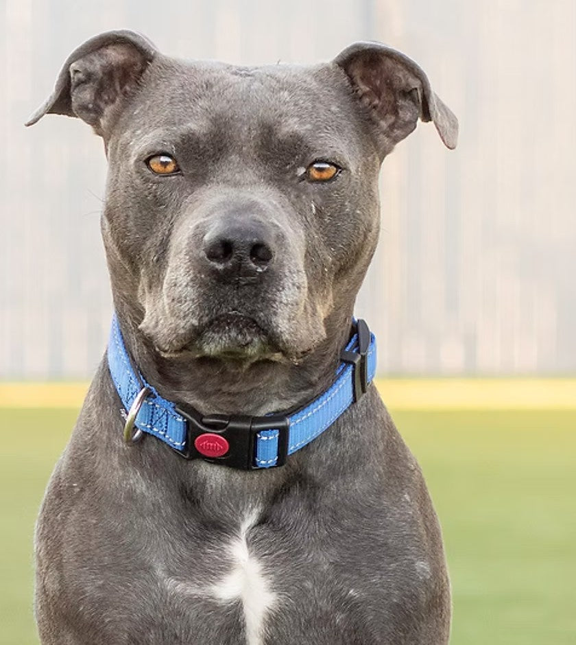 A grey pit bull with a blue collar sitting on grass at Boise Bully Breed Rescue